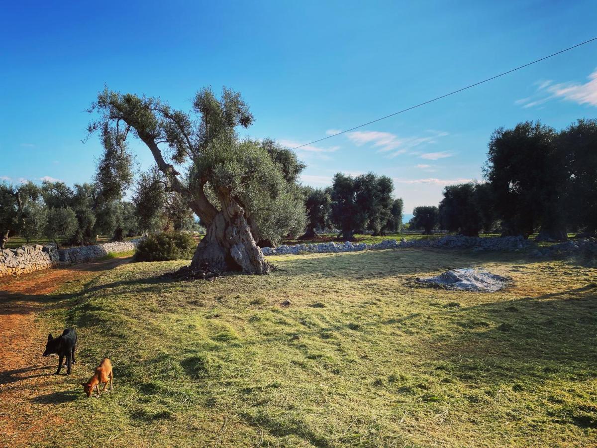 La Guendalina Masseria E Casa Particular Bed & Breakfast Monopoli Ngoại thất bức ảnh