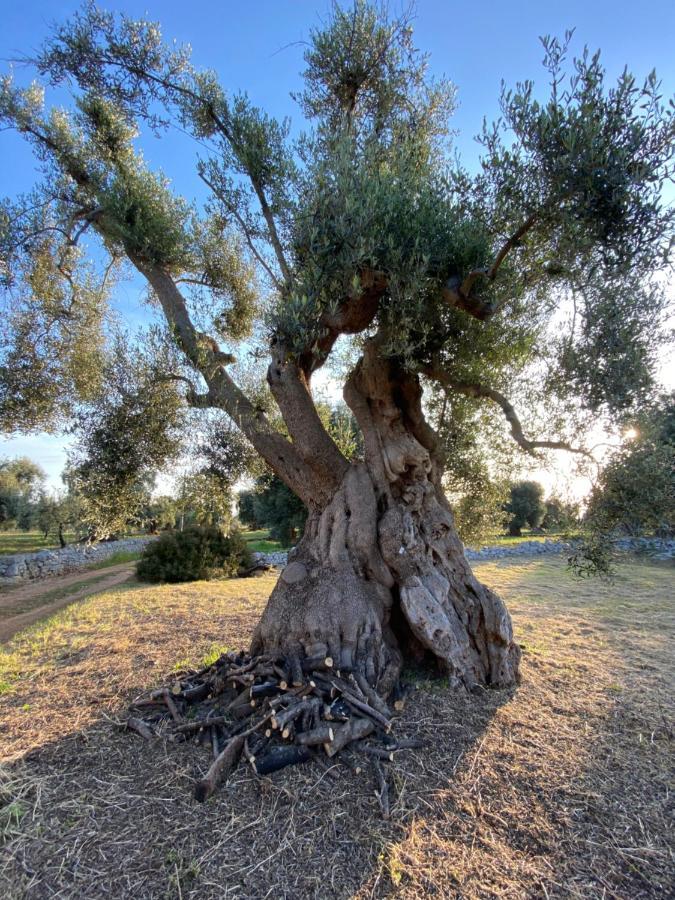 La Guendalina Masseria E Casa Particular Bed & Breakfast Monopoli Ngoại thất bức ảnh